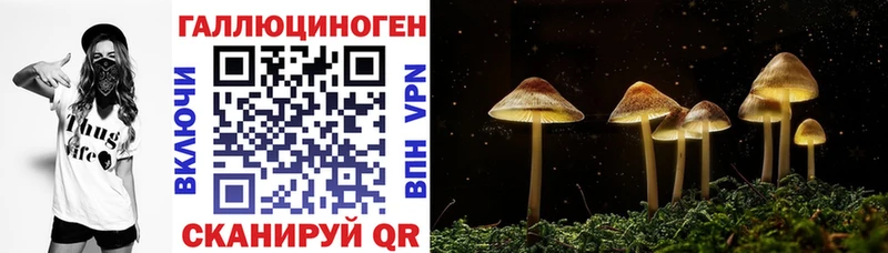 Галлюциногенные грибы Psilocybine cubensis  Переславль-Залесский 